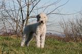 BEDLINGTON TERRIER 099